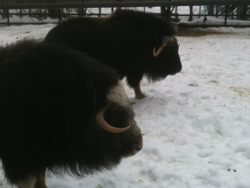 Greenland Musk Ox
