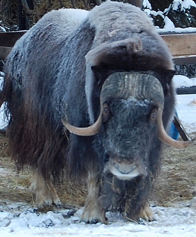 Greenland Musk Ox