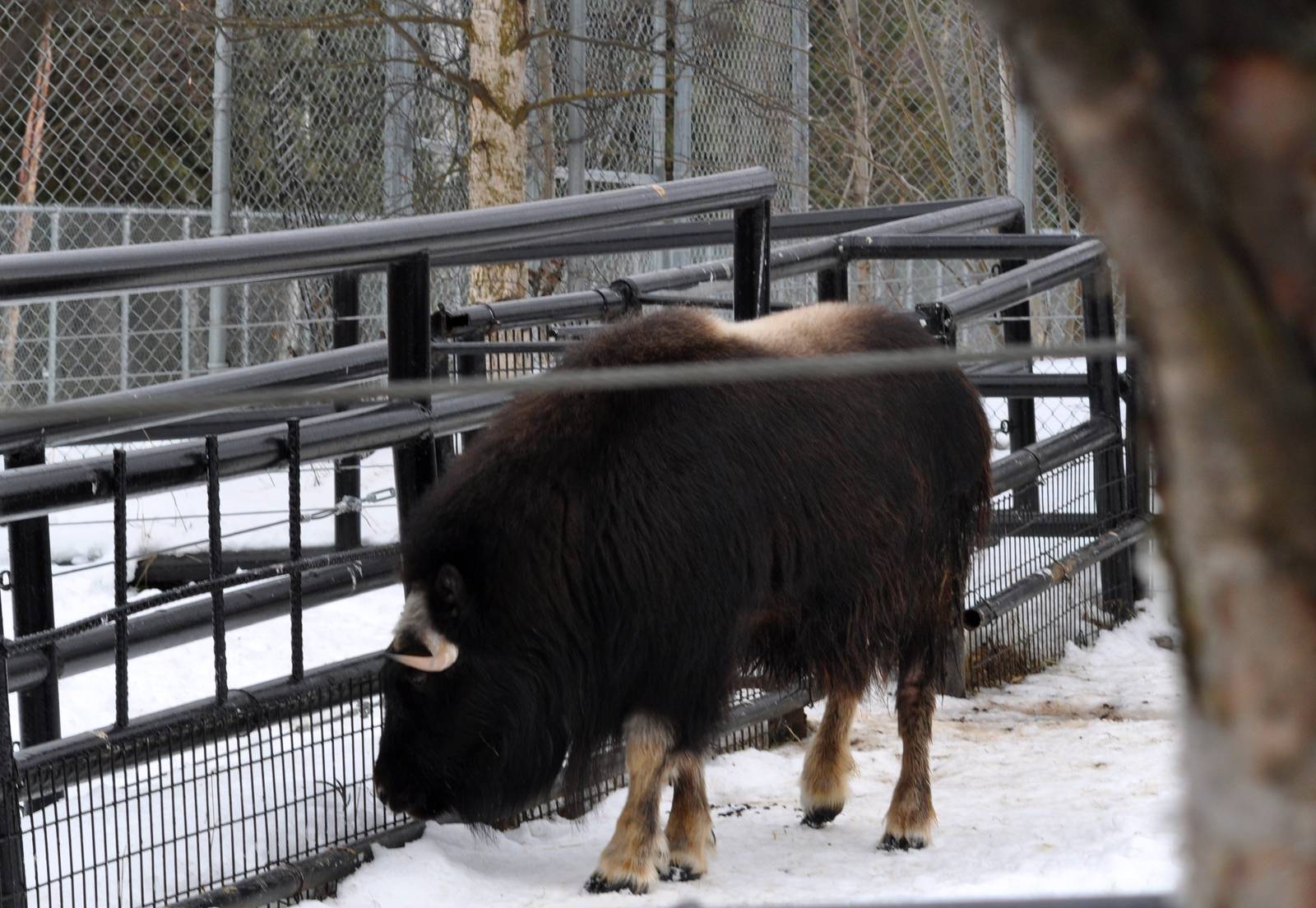 Greenland Musk Ox