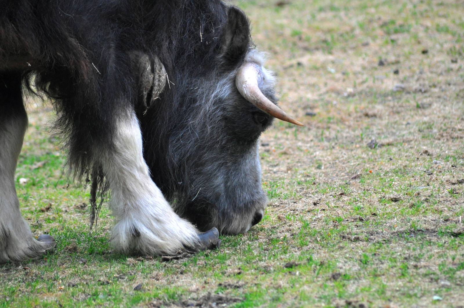 Greenland Musk Ox