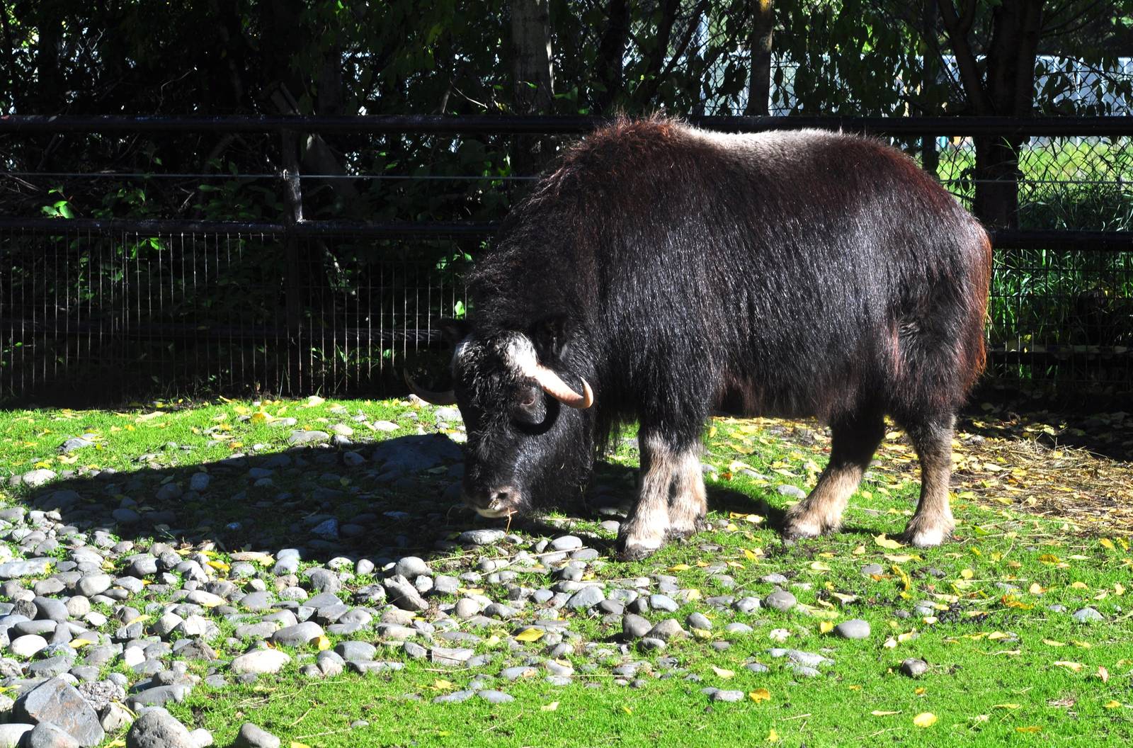 Greenland Musk Ox