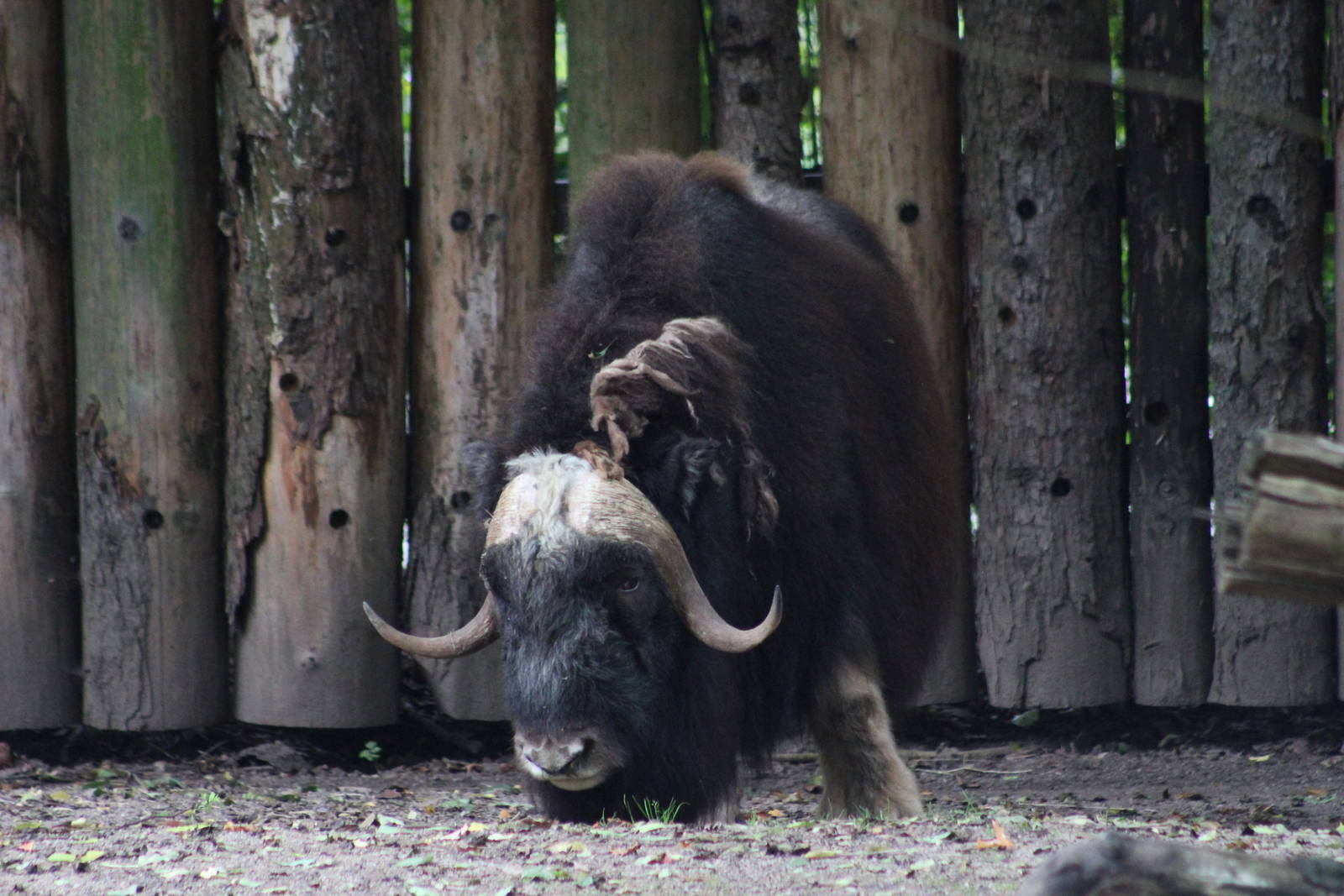 Greenland musk ox