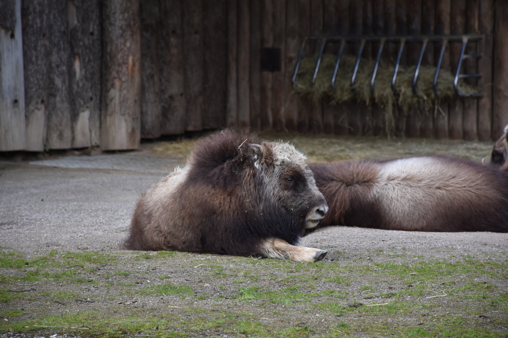 Greenland musk ox