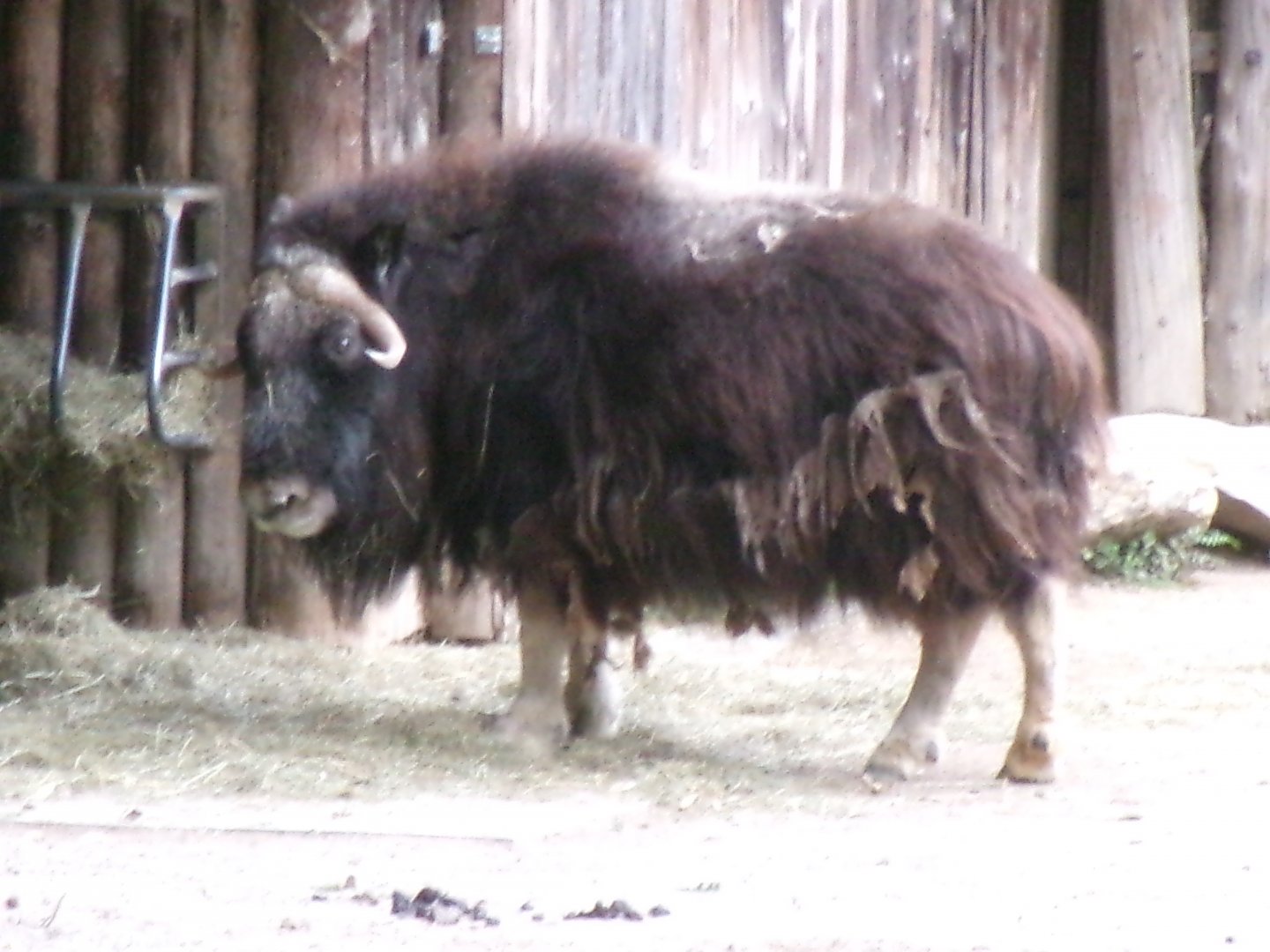 Greenland musk ox