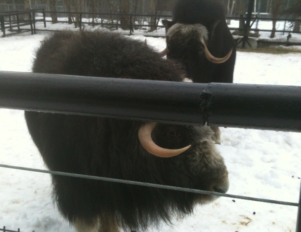 Greenland Musk Oxen
