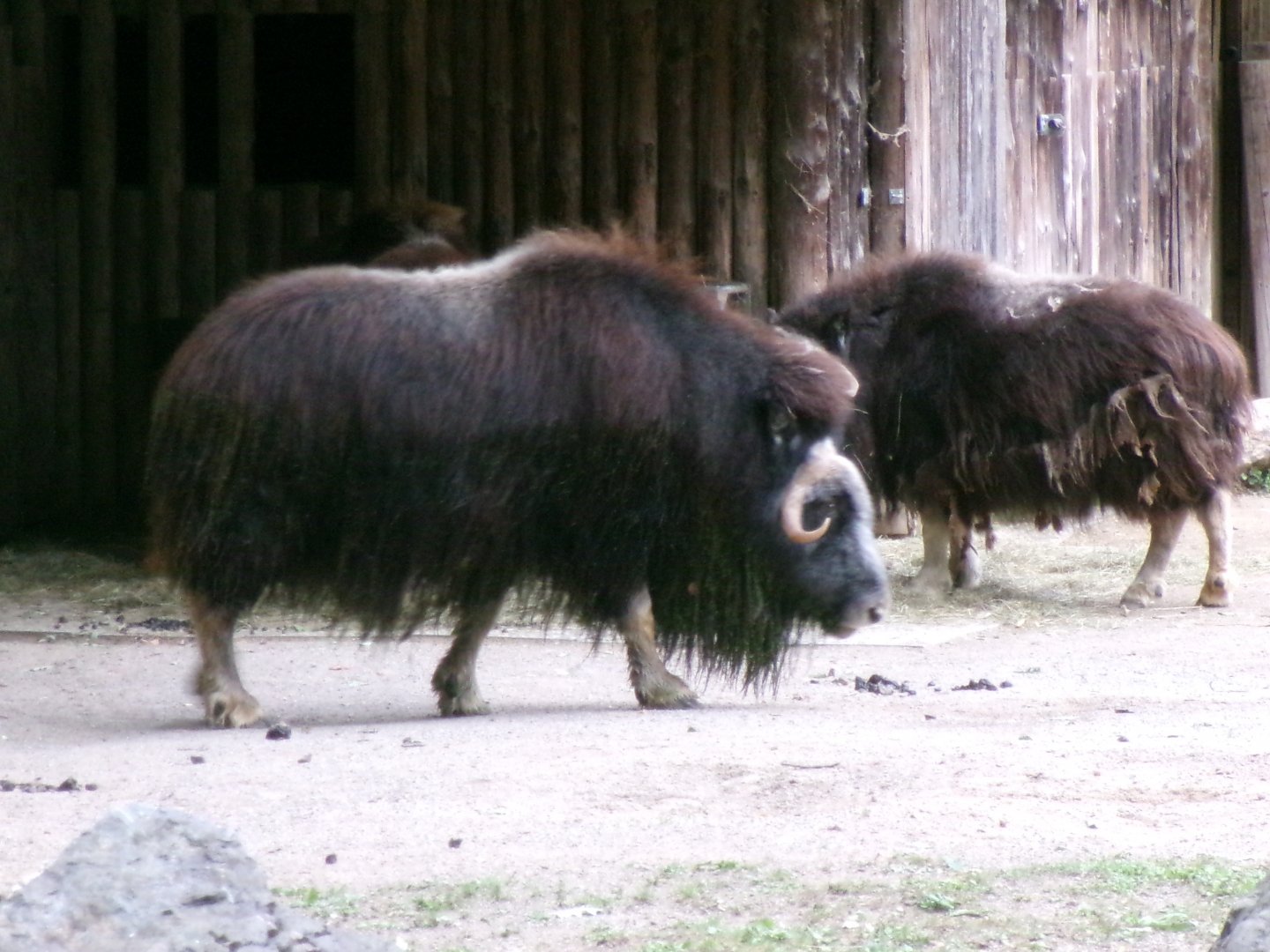 Greenland musk oxen