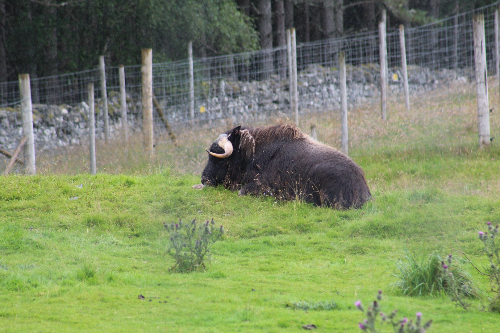 Greenland Muskox