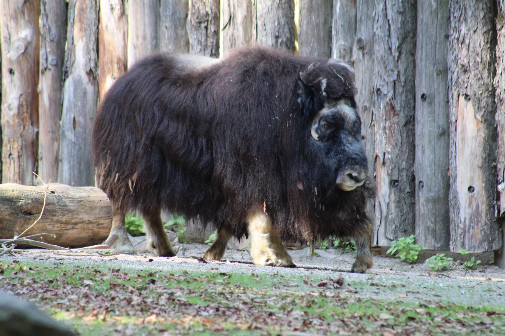 Greenland Muskox