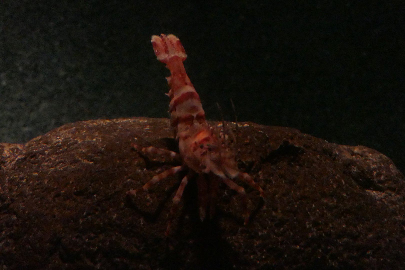 Greenland Shrimp (Lebbeus groenlandicus)