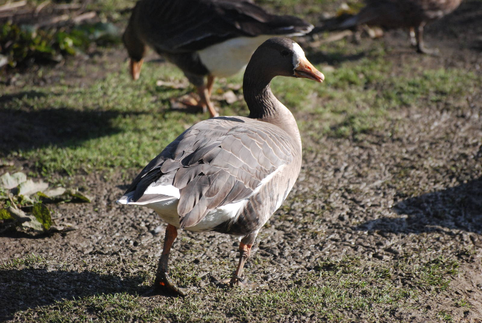 Greenland White-fronted Goose at Blackbrook, 21/10/12