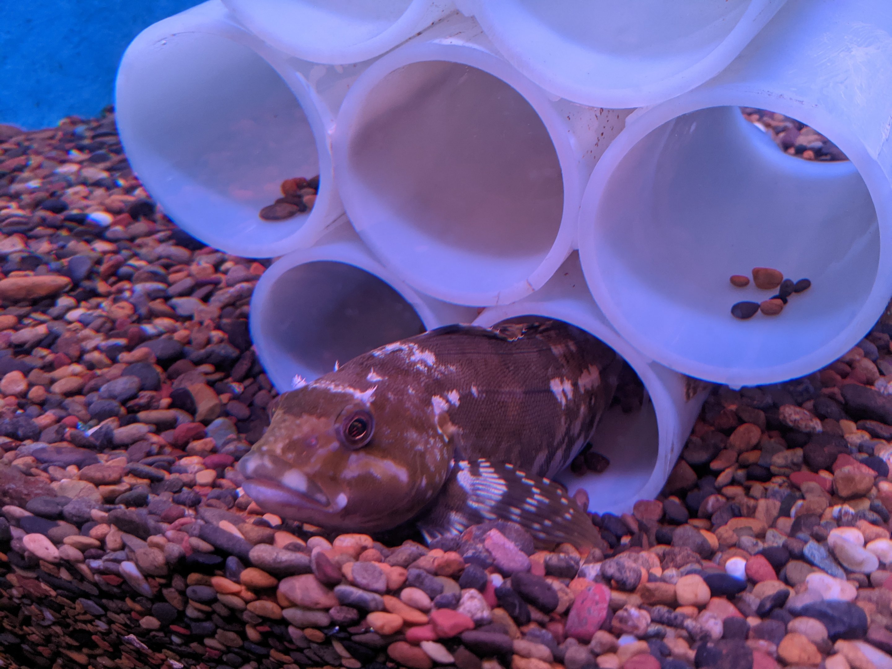 Greenling, Wakkanai Aquarium