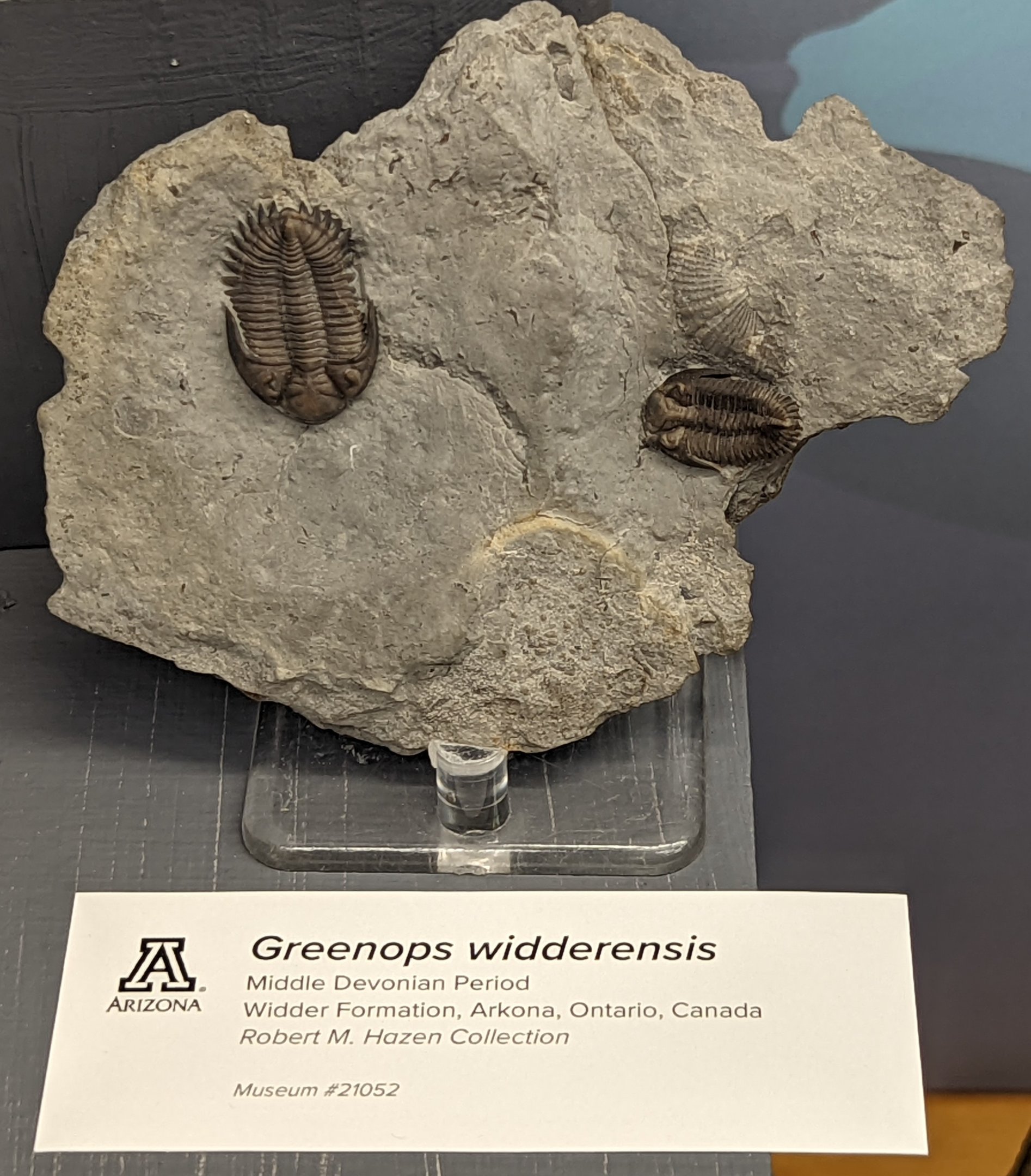 Greenops widderensis