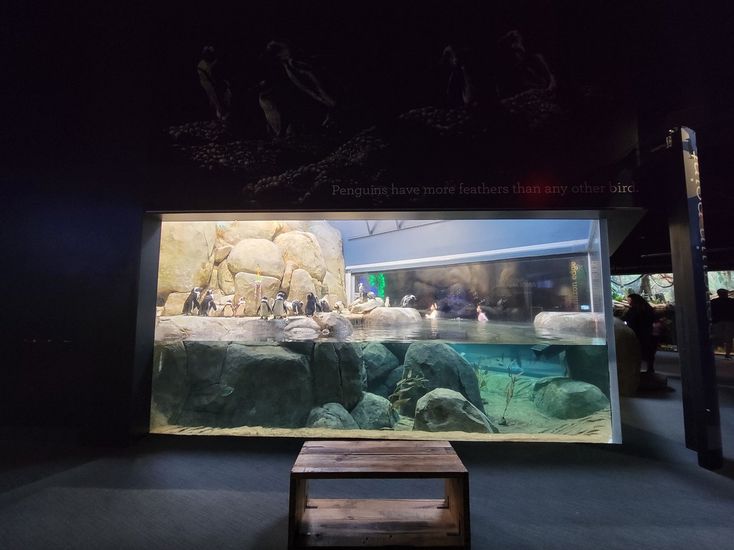 Greensboro 2/2023 - African penguins