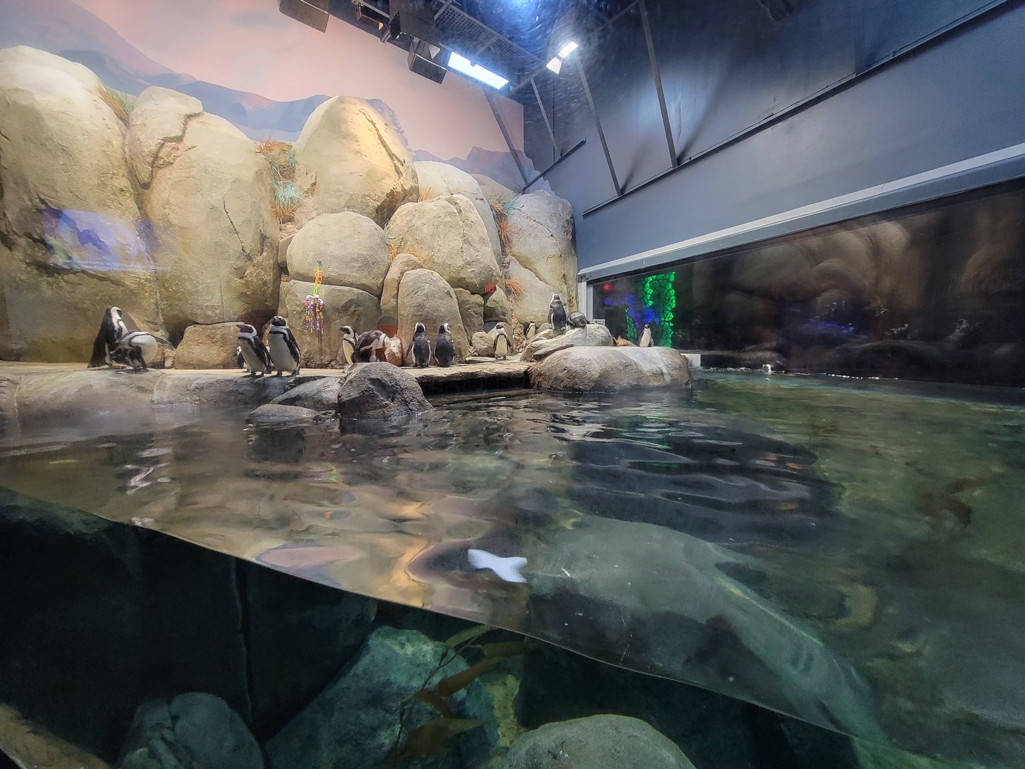 Greensboro 2/2023 - African penguins