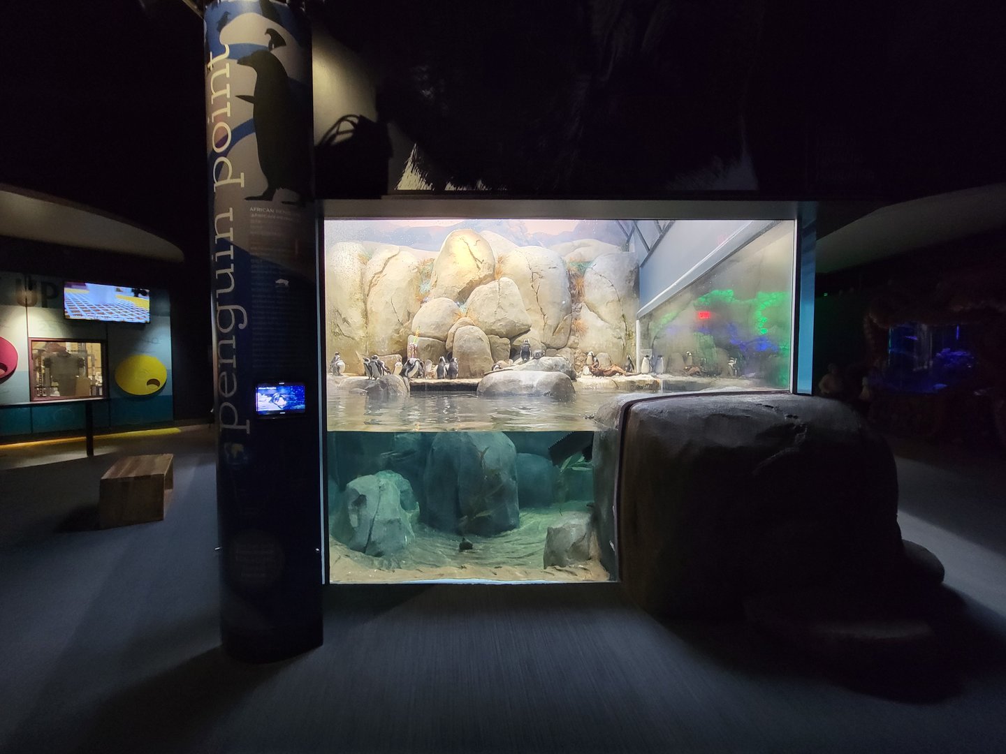 Greensboro 2/2023 - African penguins