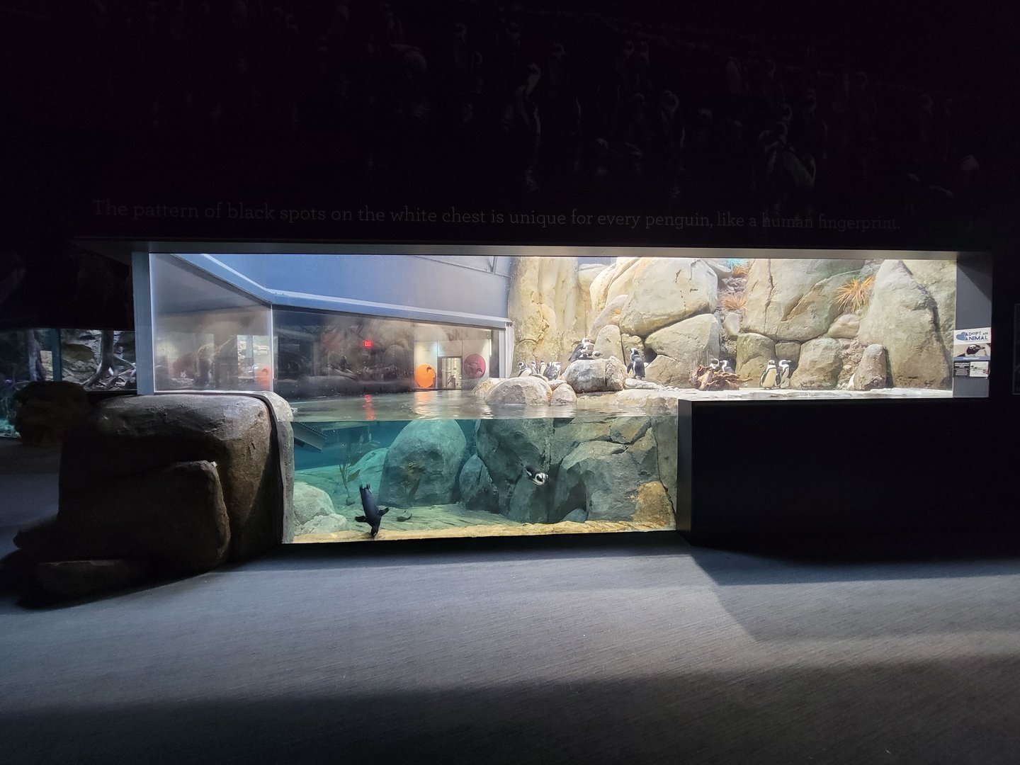 Greensboro 2/2023 - African penguins