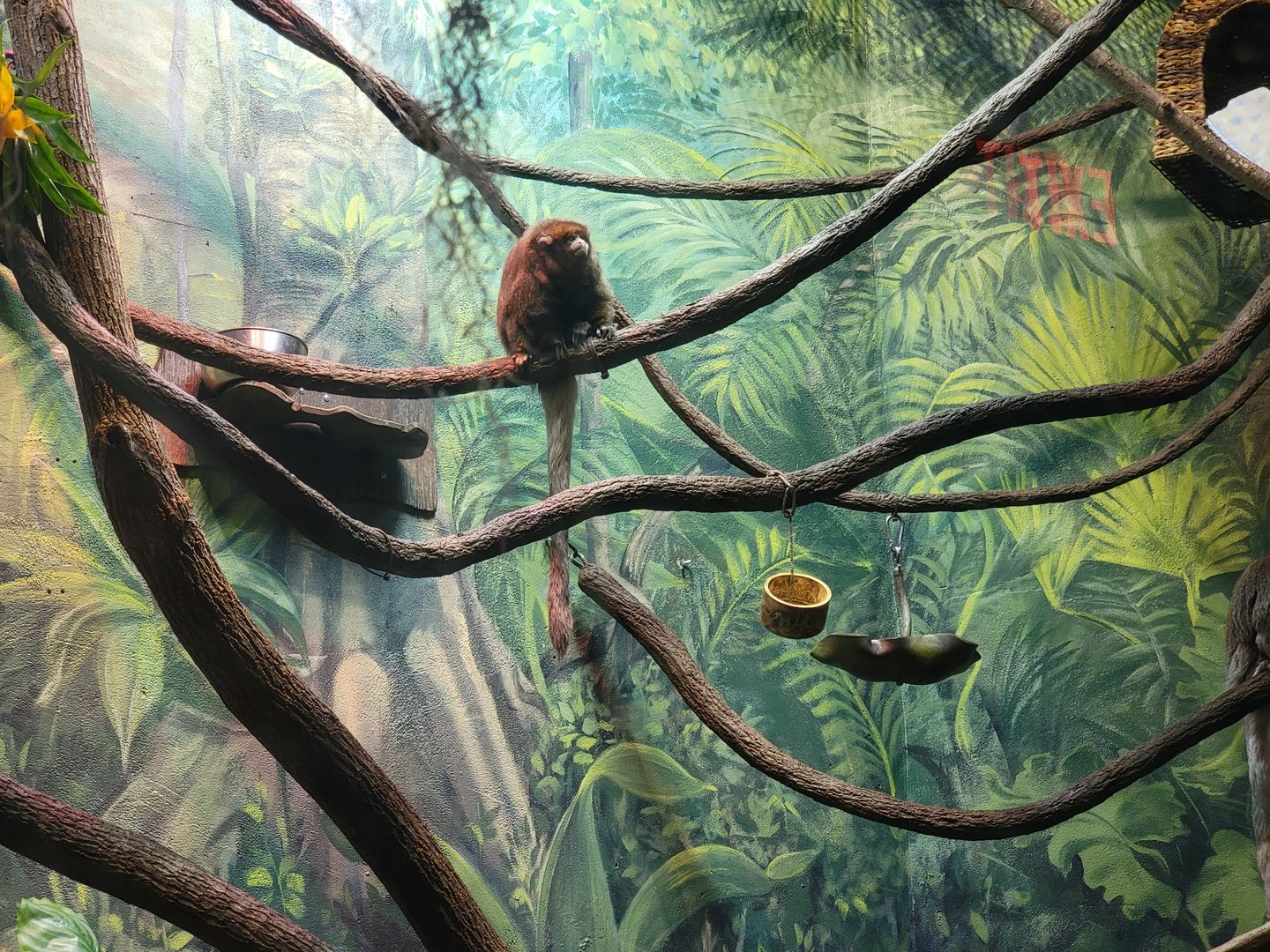 Greensboro 2/2023 - Amazon, Bolivian gray titi