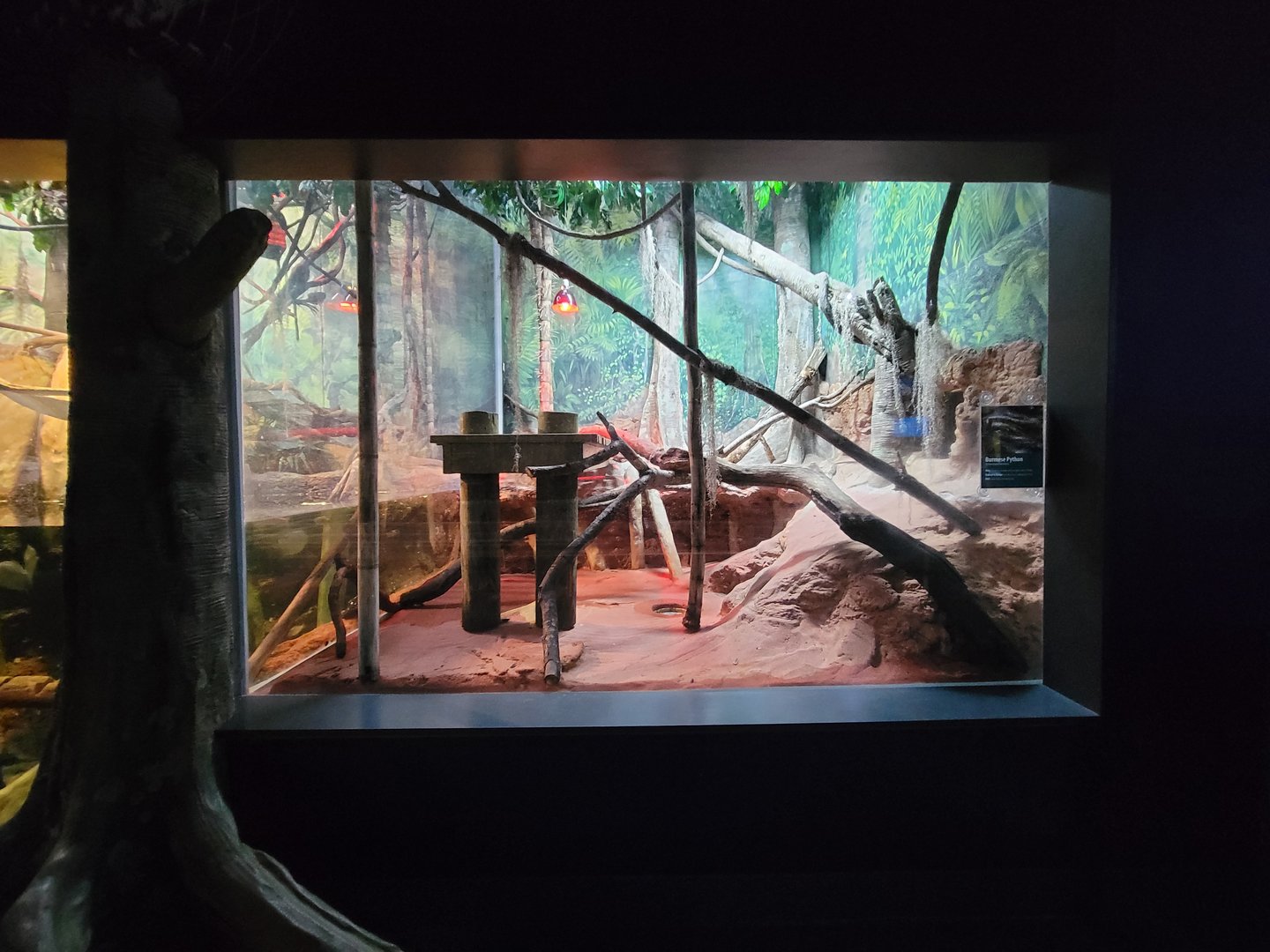 Greensboro 2/2023 - Amazon, Burmese python