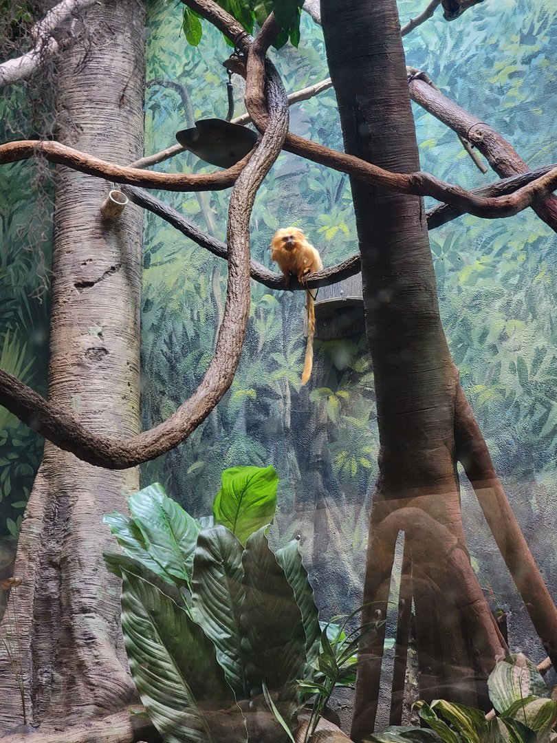 Greensboro 2/2023 - Amazon, Golden lion tamarin