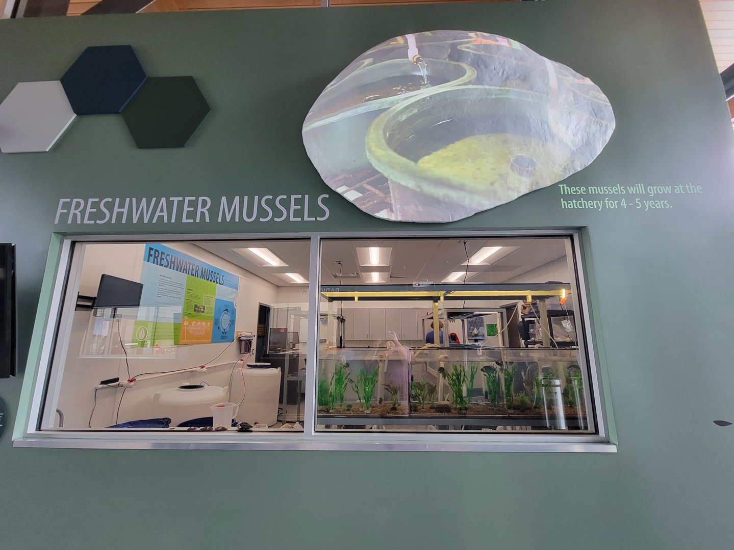 Greensboro 2/2023 - Animal Hospital, freshwater mussels