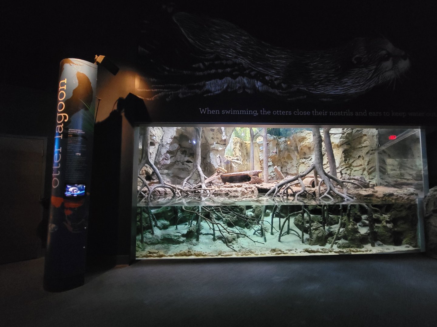 Greensboro 2/2023 - Asian small-clawed otters