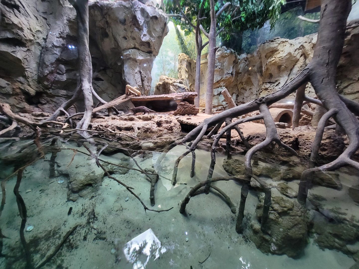 Greensboro 2/2023 - Asian small-clawed otters