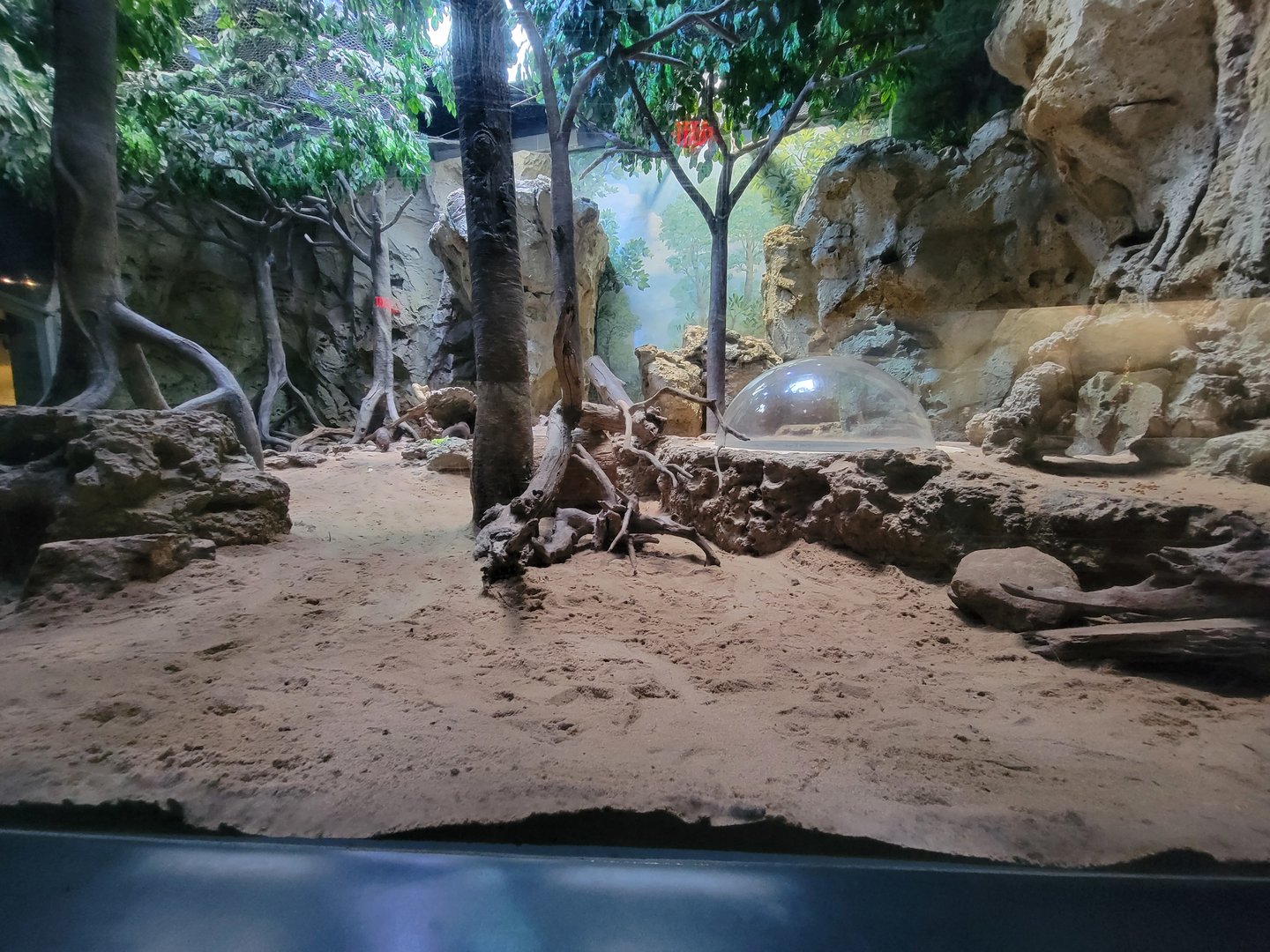 Greensboro 2/2023 - Asian small-clawed otters