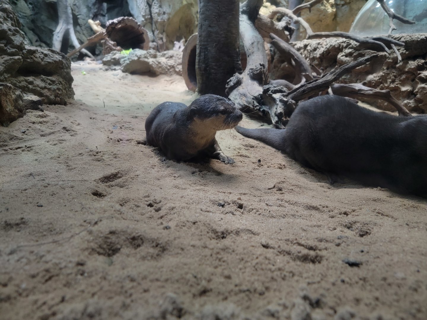 Greensboro 2/2023 - Asian small-clawed otters