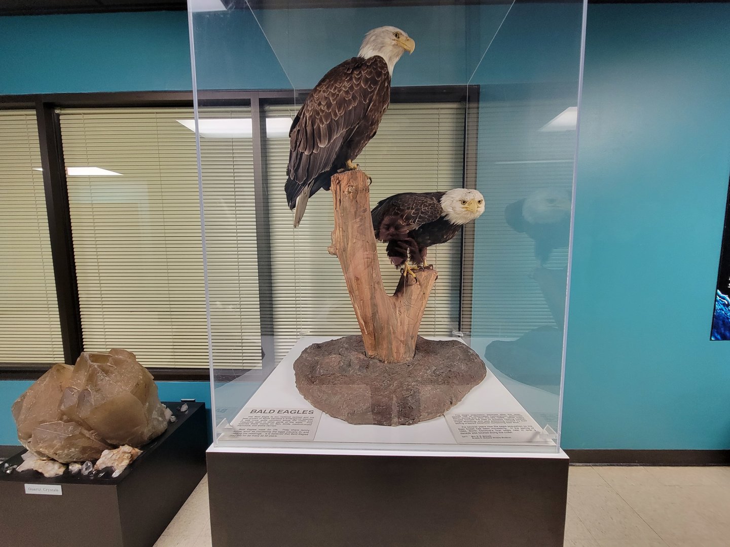 Greensboro 2/2023 - Bald eagles in downstairs hallway