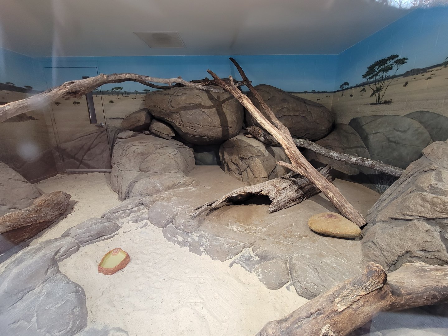 Greensboro 2/2023 - Black-footed cat indoor area