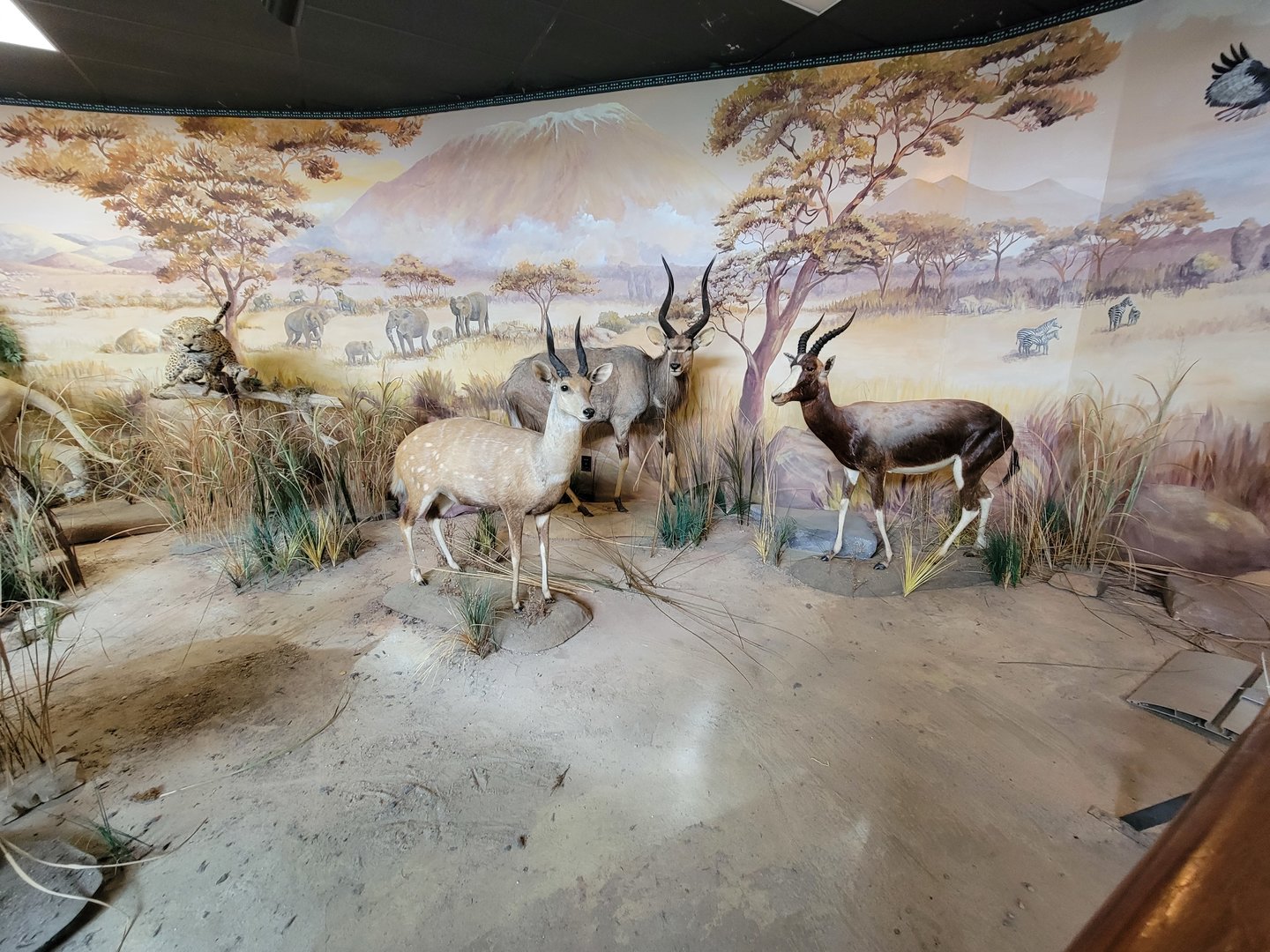 Greensboro 2/2023 - Building lower level, taxidermy around pendulum