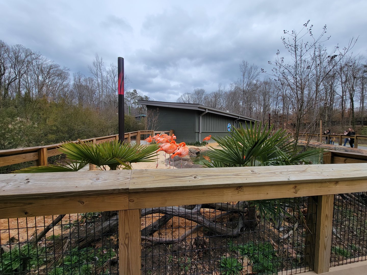 Greensboro 2/2023 - Caribbean flamingos