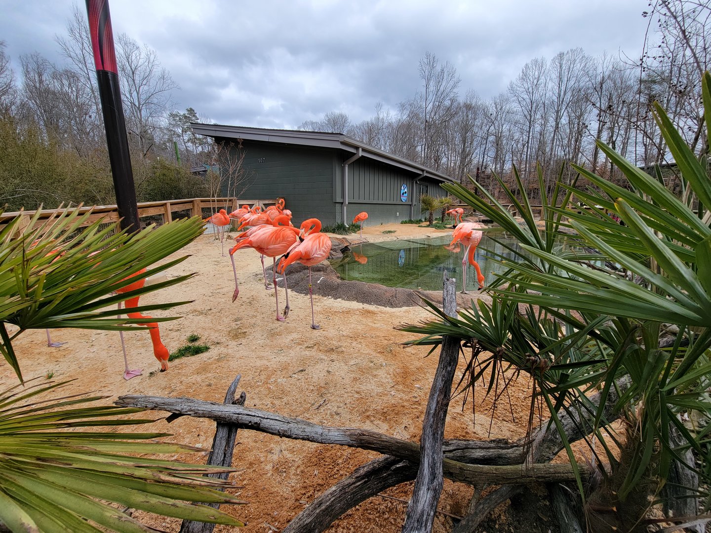 Greensboro 2/2023 - Caribbean flamingos