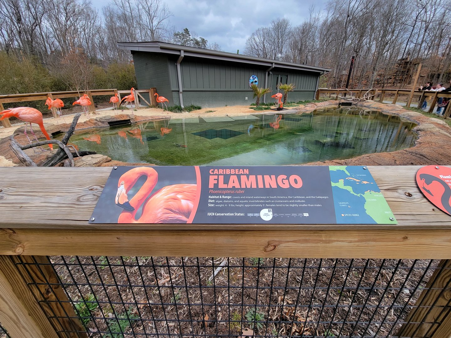 Greensboro 2/2023 - Caribbean flamingos