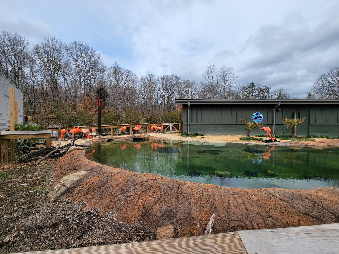 Greensboro 2/2023 - Caribbean flamingos