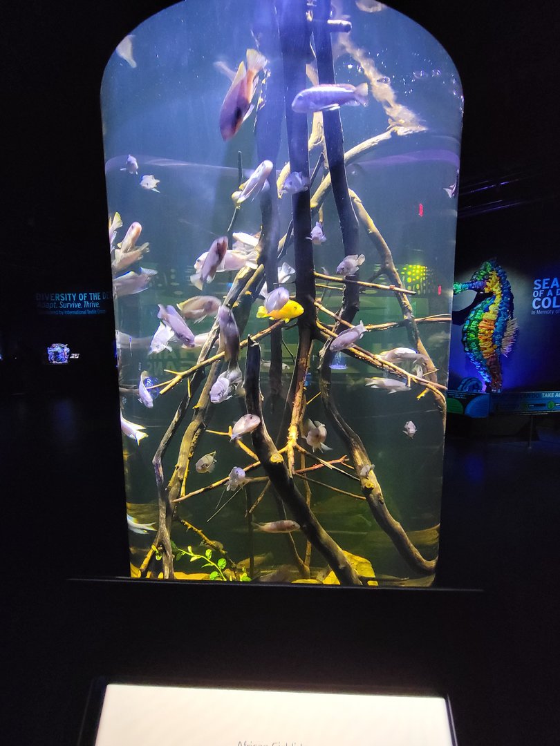 Greensboro 2/2023 - Cichlids