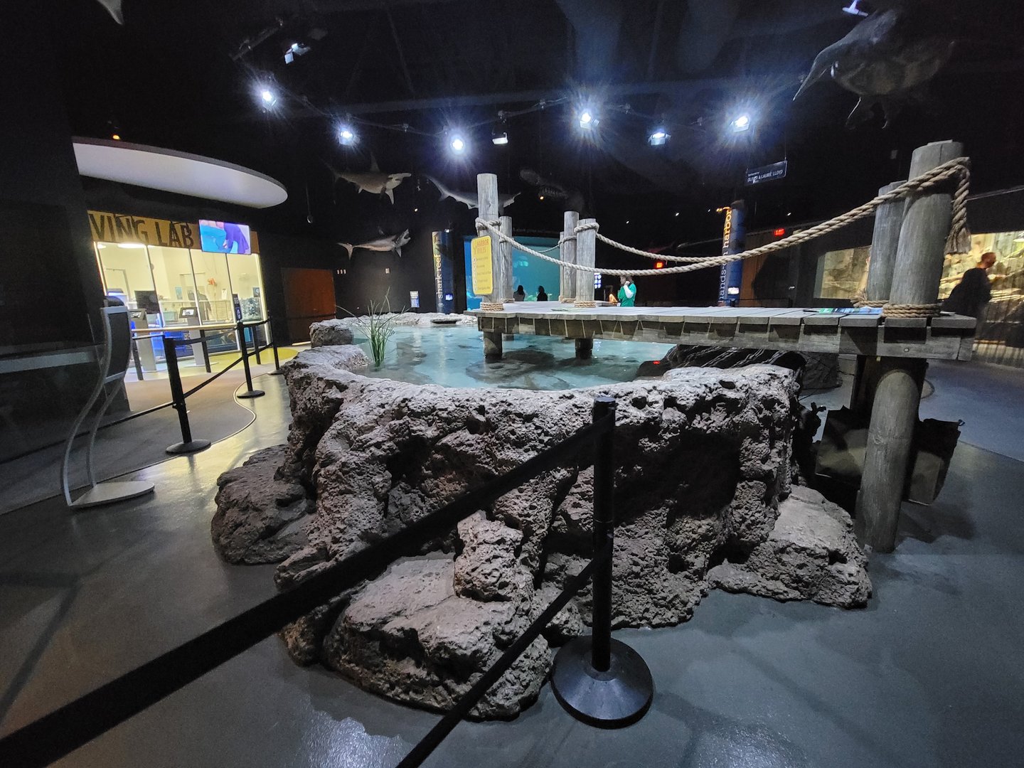 Greensboro 2/2023 - Cownose ray touchtank