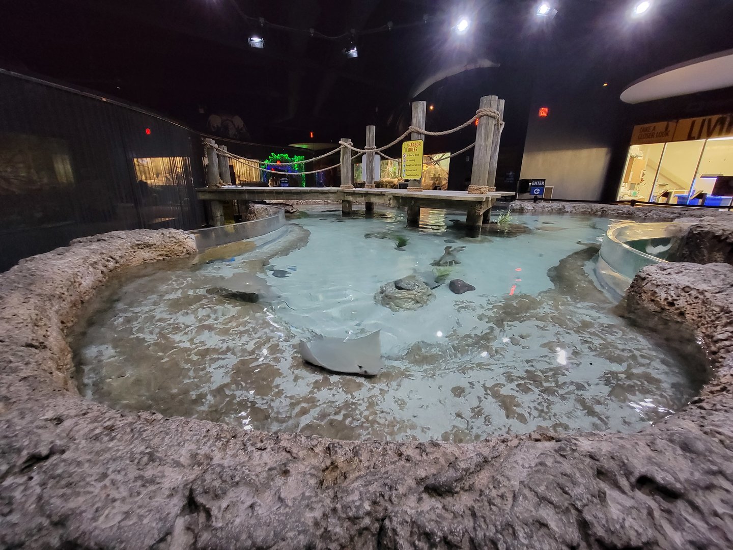 Greensboro 2/2023 - Cownose ray touchtank