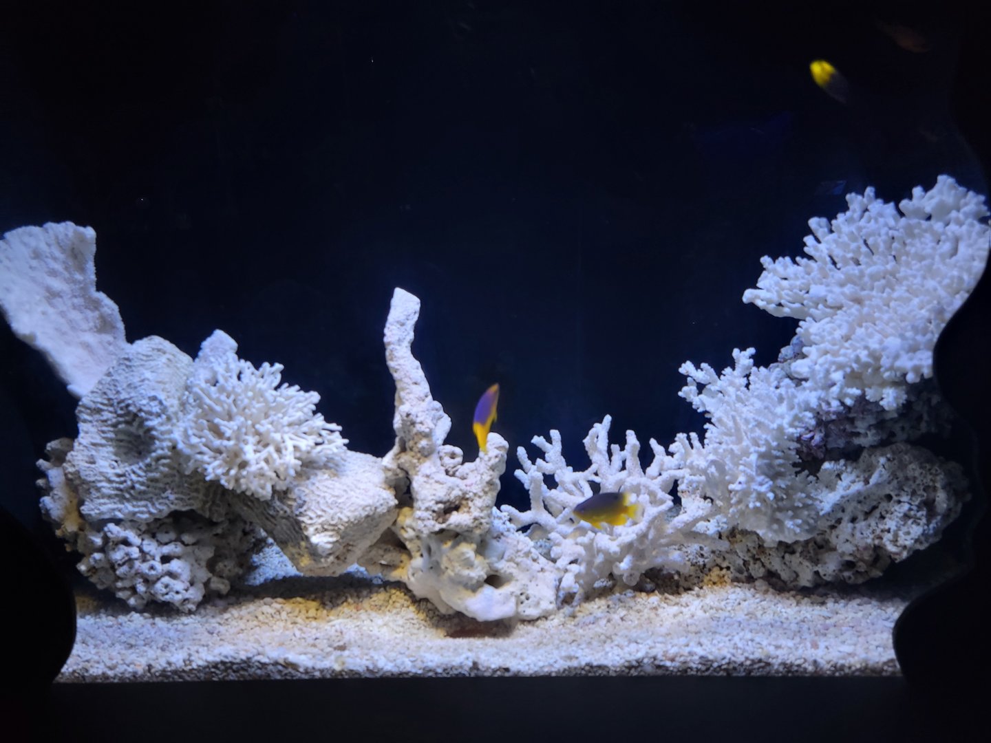 Greensboro 2/2023 - Dead coral tank