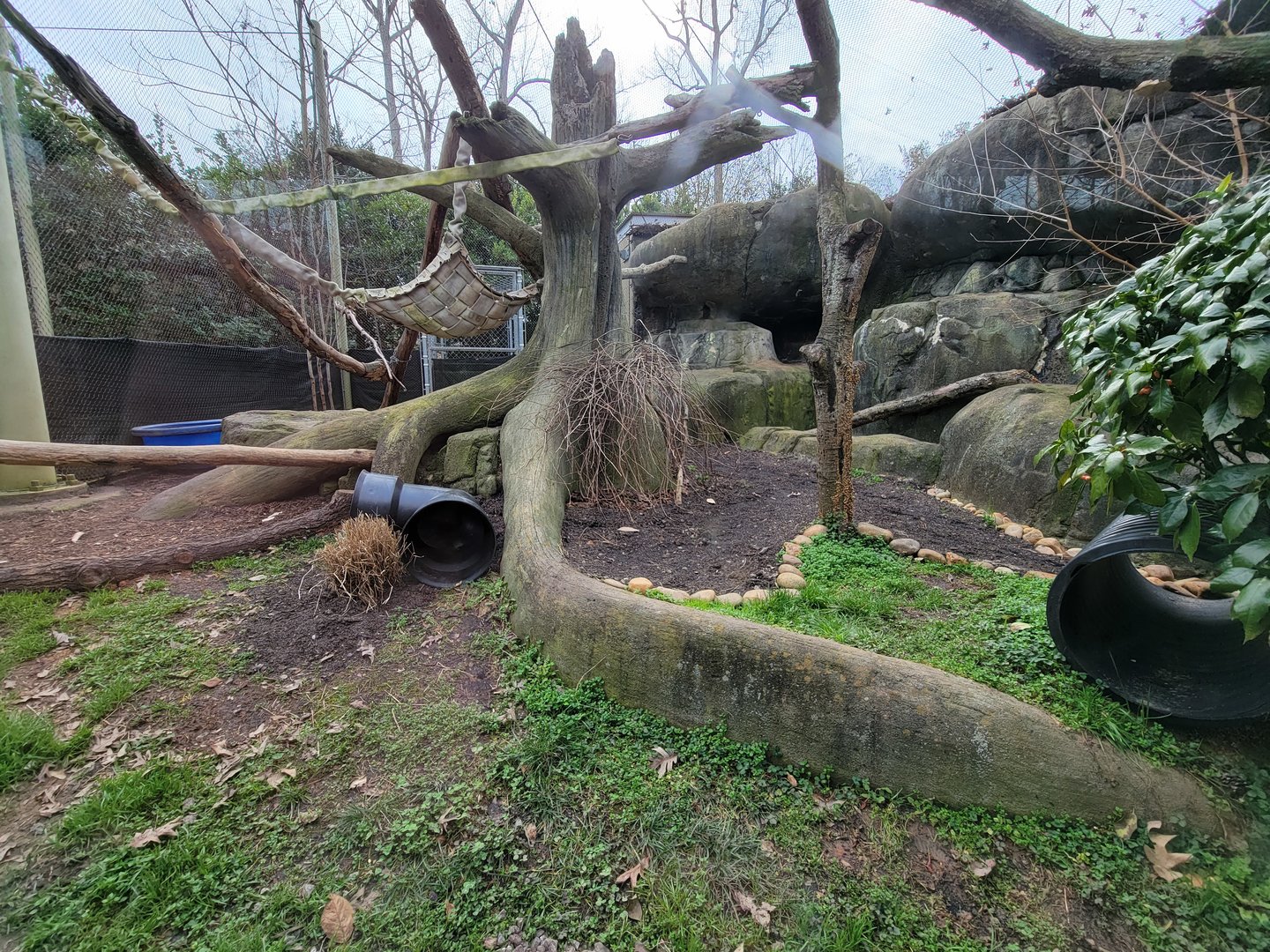 Greensboro 2/2023 - Fossa yard