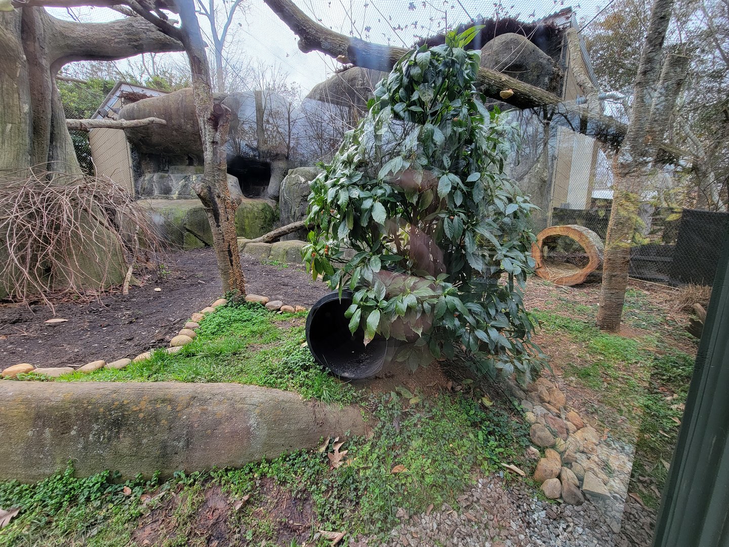 Greensboro 2/2023 - Fossa yard