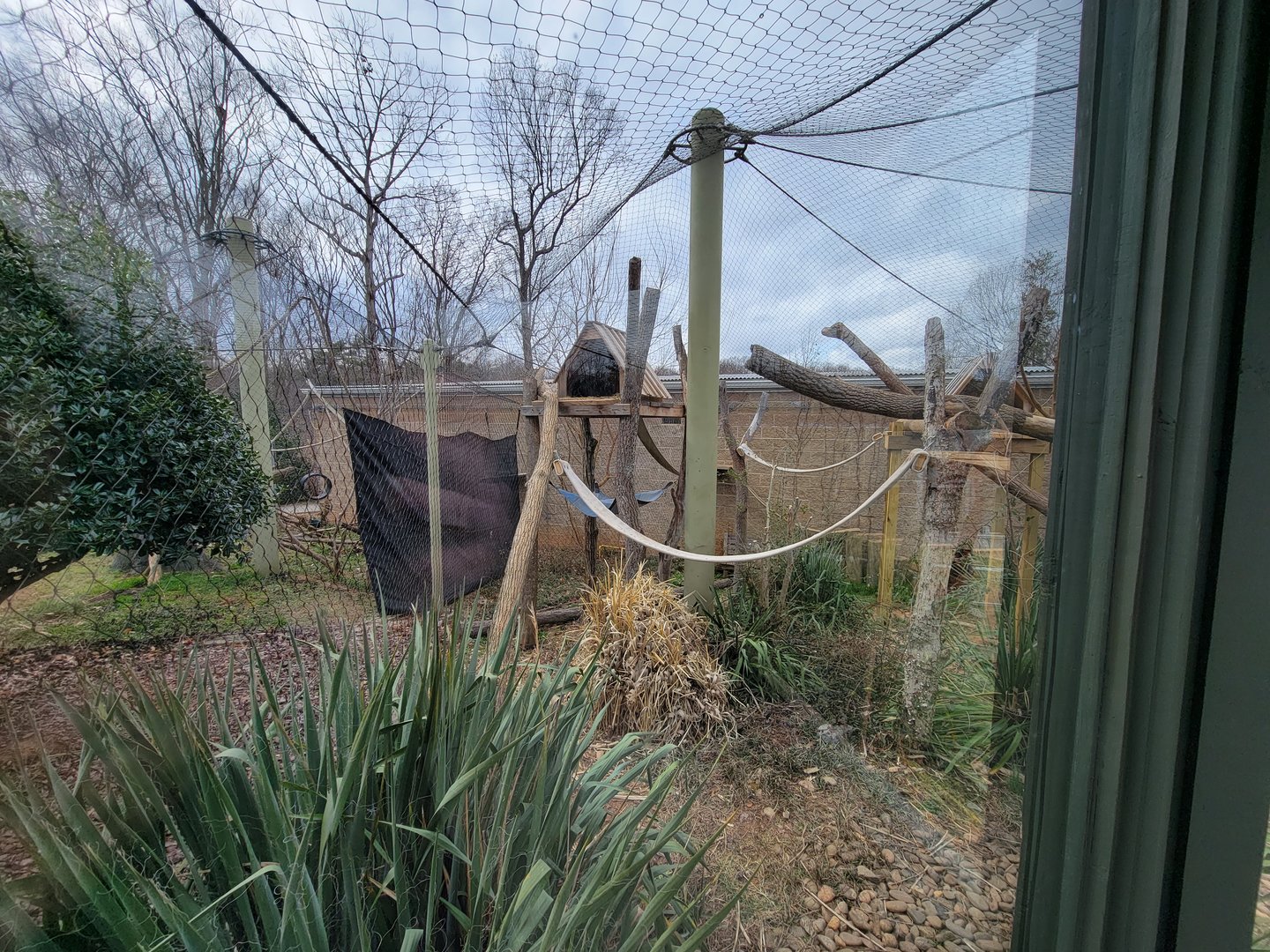 Greensboro 2/2023 - Friendly Farm, Binturong