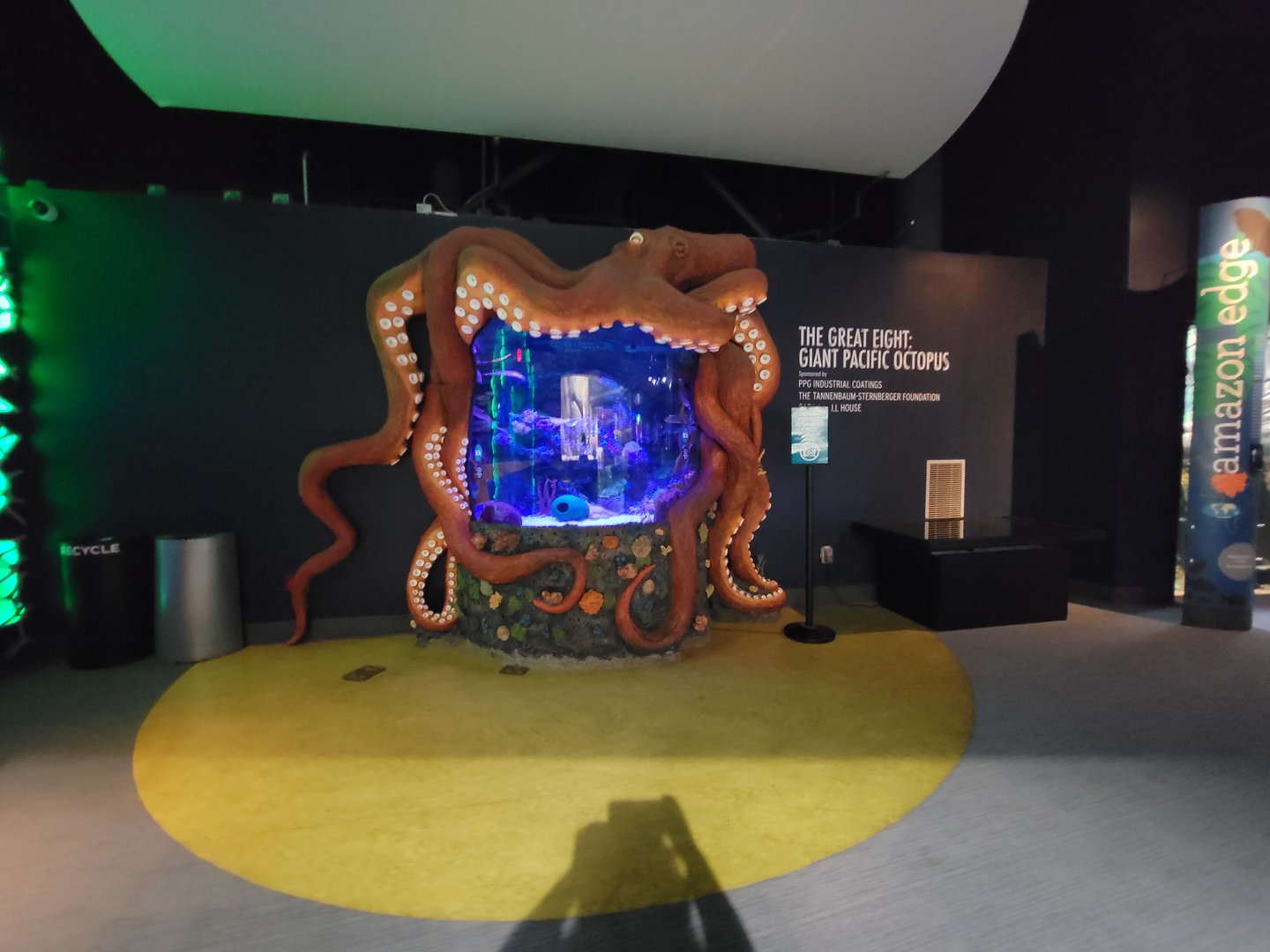 Greensboro 2/2023 - Giant Pacific octopus