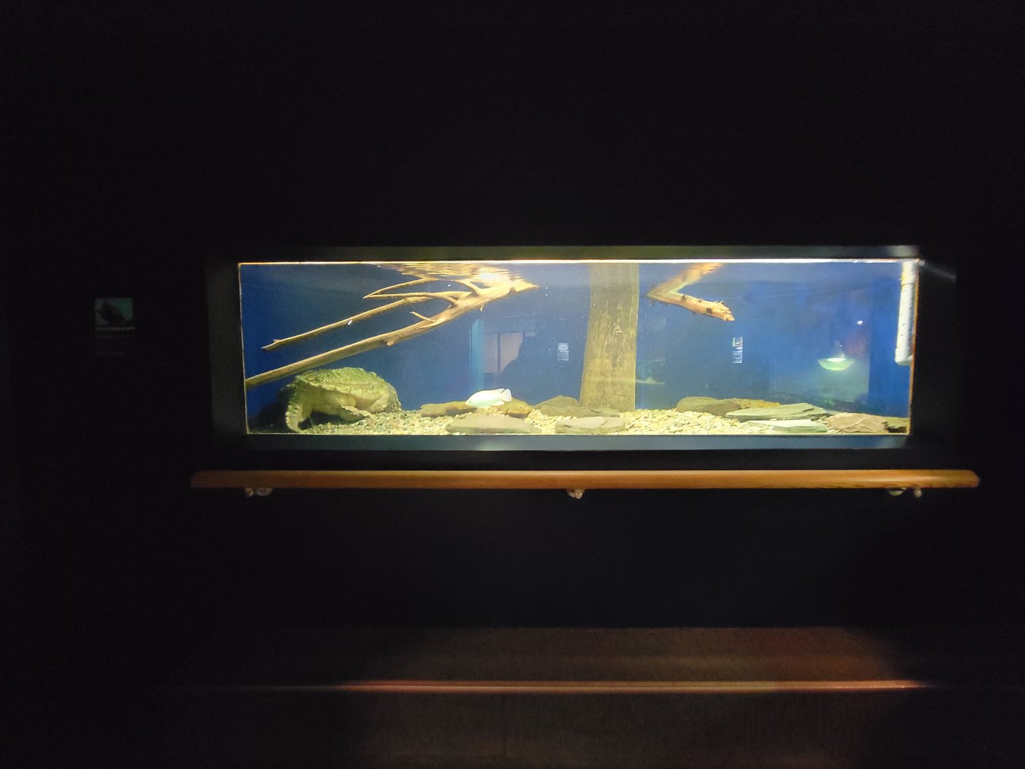 Greensboro 2/2023 - Herpetarium, Alligator snapping turtle