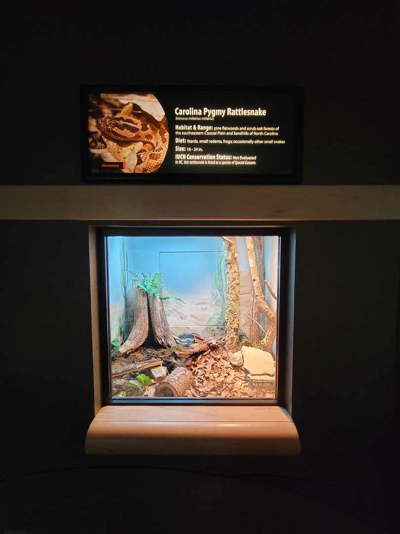 Greensboro 2/2023 - Herpetarium, Carolina pygmy rattlesnake