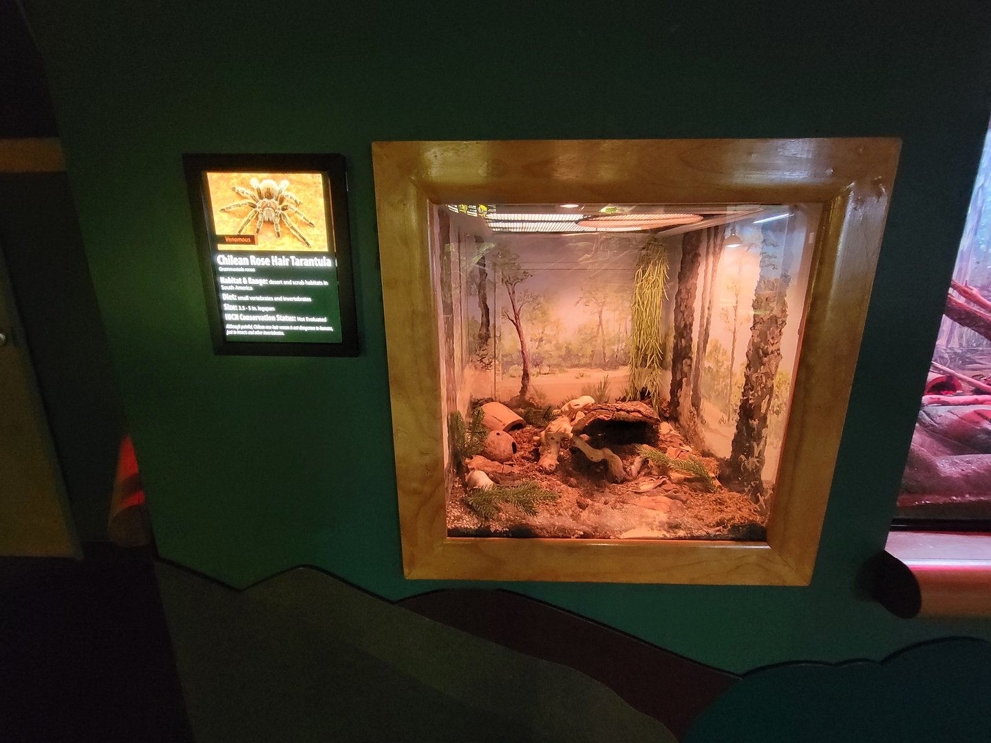 Greensboro 2/2023 - Herpetarium, Chilean rose-hair tarantula