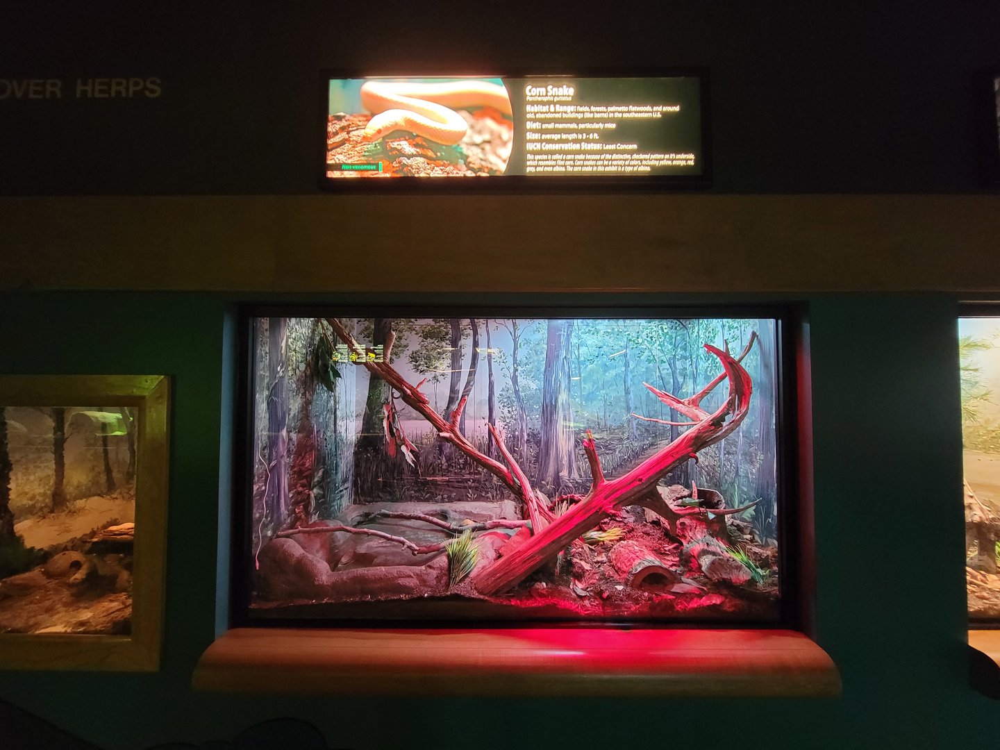 Greensboro 2/2023 - Herpetarium, Corn snake