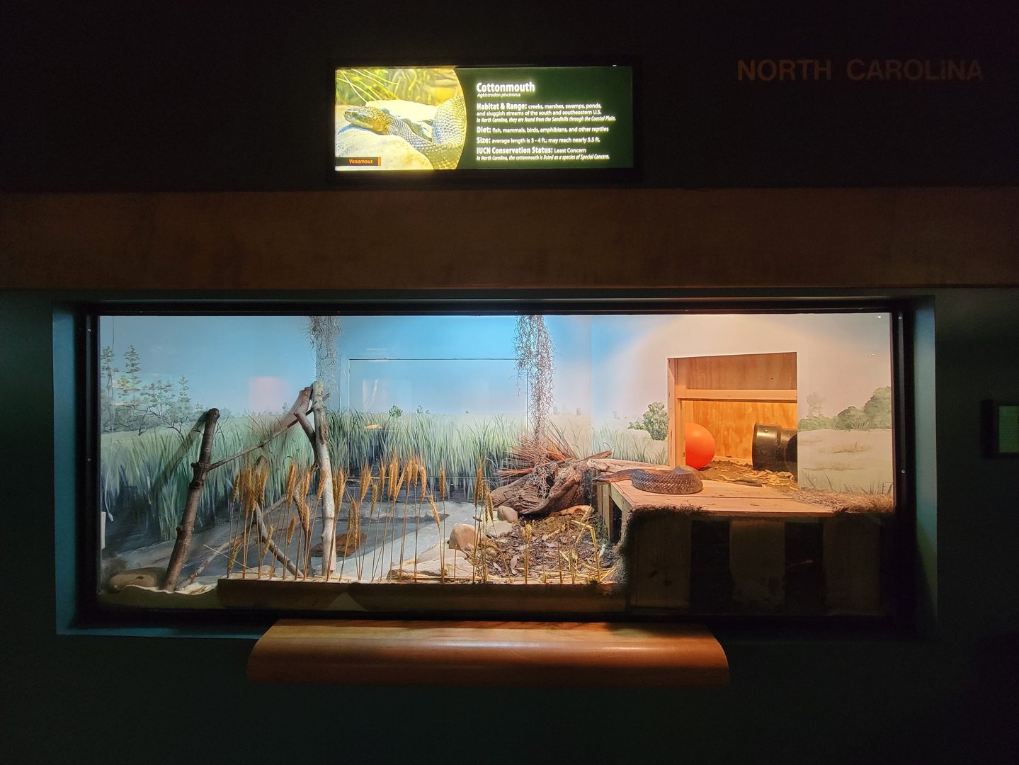 Greensboro 2/2023 - Herpetarium, Cottonmouth