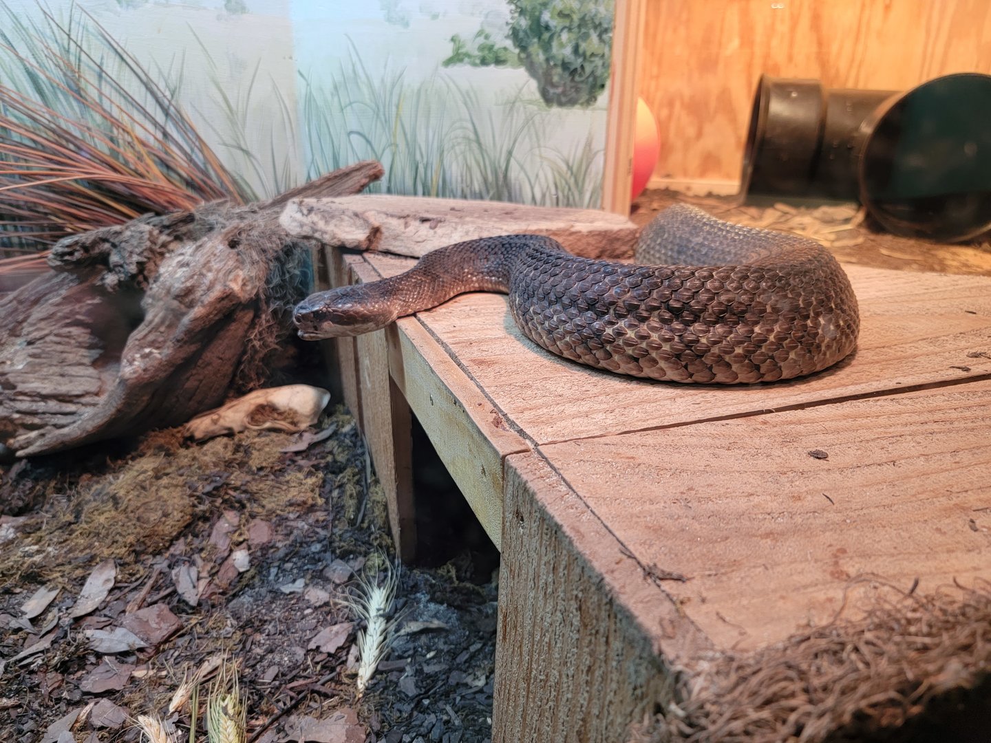 Greensboro 2/2023 - Herpetarium, Cottonmouth