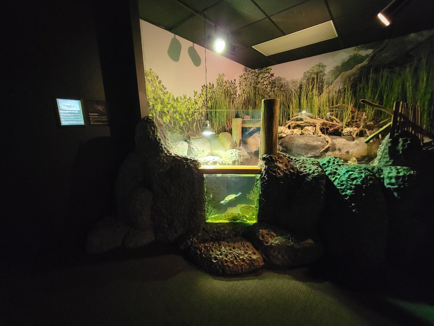 Greensboro 2/2023 - Herpetarium, Diamondback terrapin and mummichog